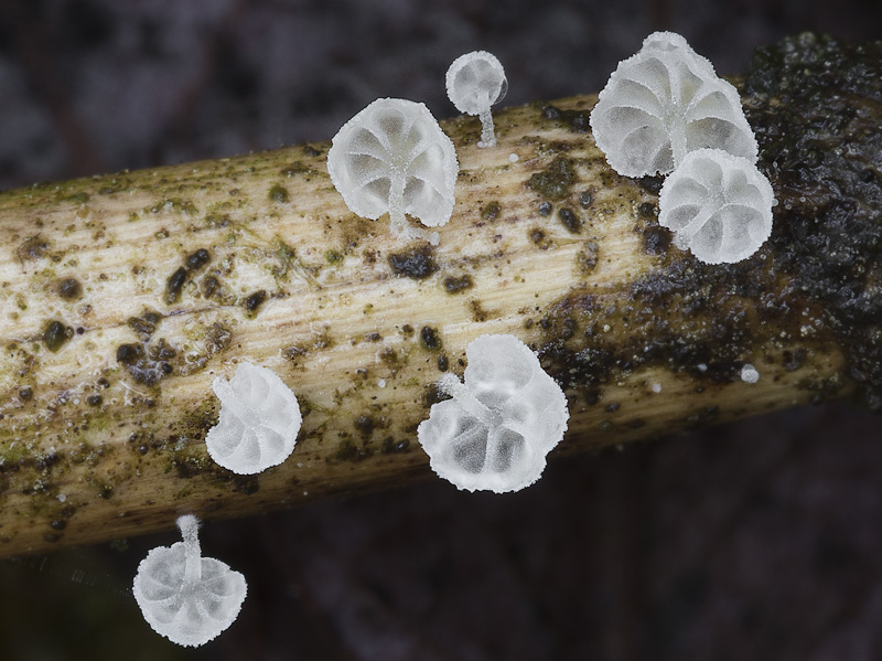 Resinomycena saccharifera